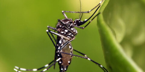 Dengue sacude con varios casos a Nayarit