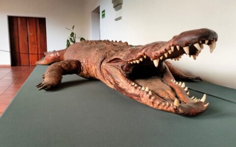 El cocodrilo que salinas de gortari regaló a nayarit