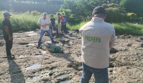 Liberan a cocodrilo gigante en Nayarit