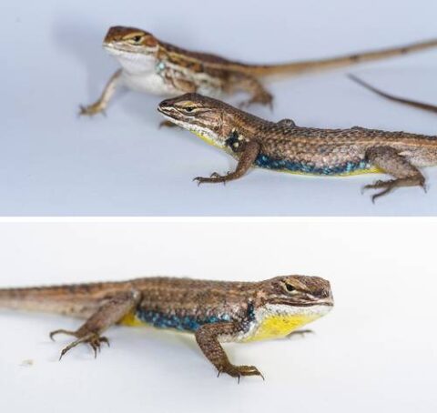 Descubren nueva especie de lagartija en sierra de Nayarit