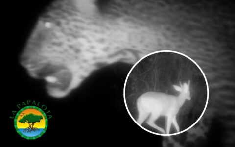 Captan a jaguar y venados en reserva natural de Nayarit con cámaras trampa 
