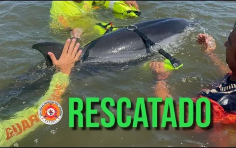 Bomberos y Guardavidas de Nayarit rescatan a delfín que se encontraba fuera del mar