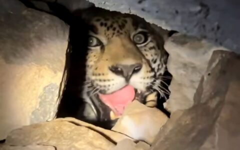Nayarit | Video viral de jaguar en cueva destaca labor de conservación en Sierra de Vallejo 